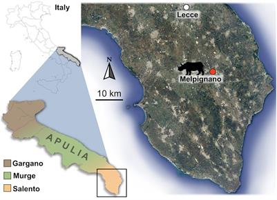 Braincase With Natural Endocast of a Juvenile Rhinocerotinae From the Late Middle Pleistocene Site of Melpignano (Apulia, Southern Italy)